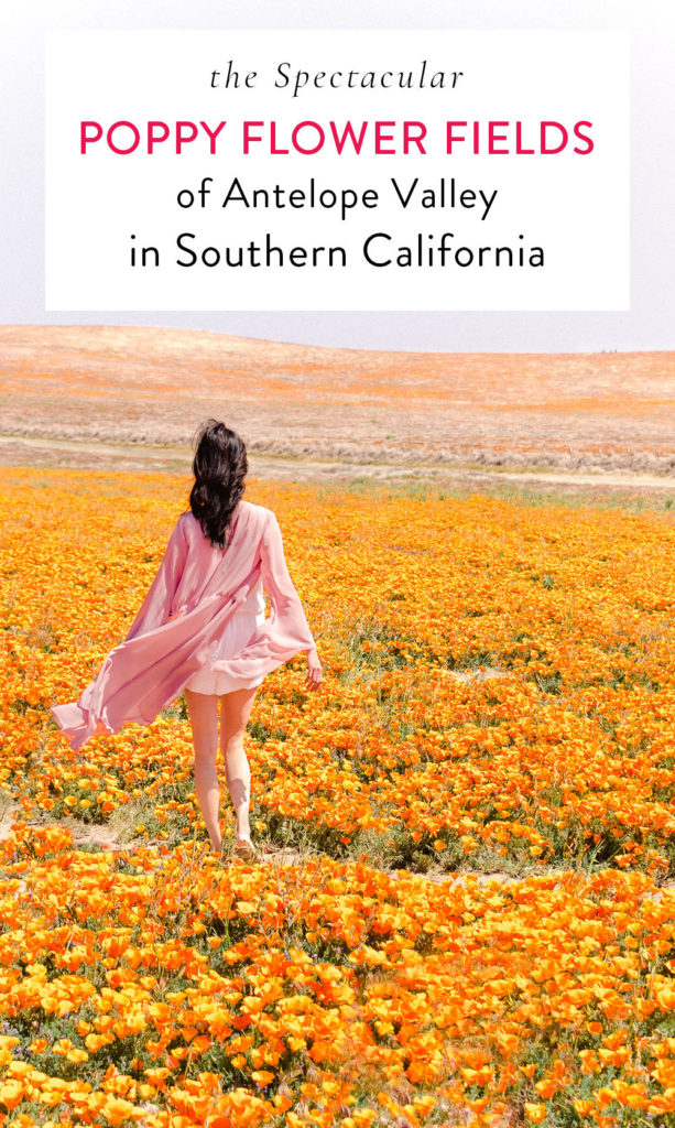 Field of orange poppies at Antelope Valley in Southern California