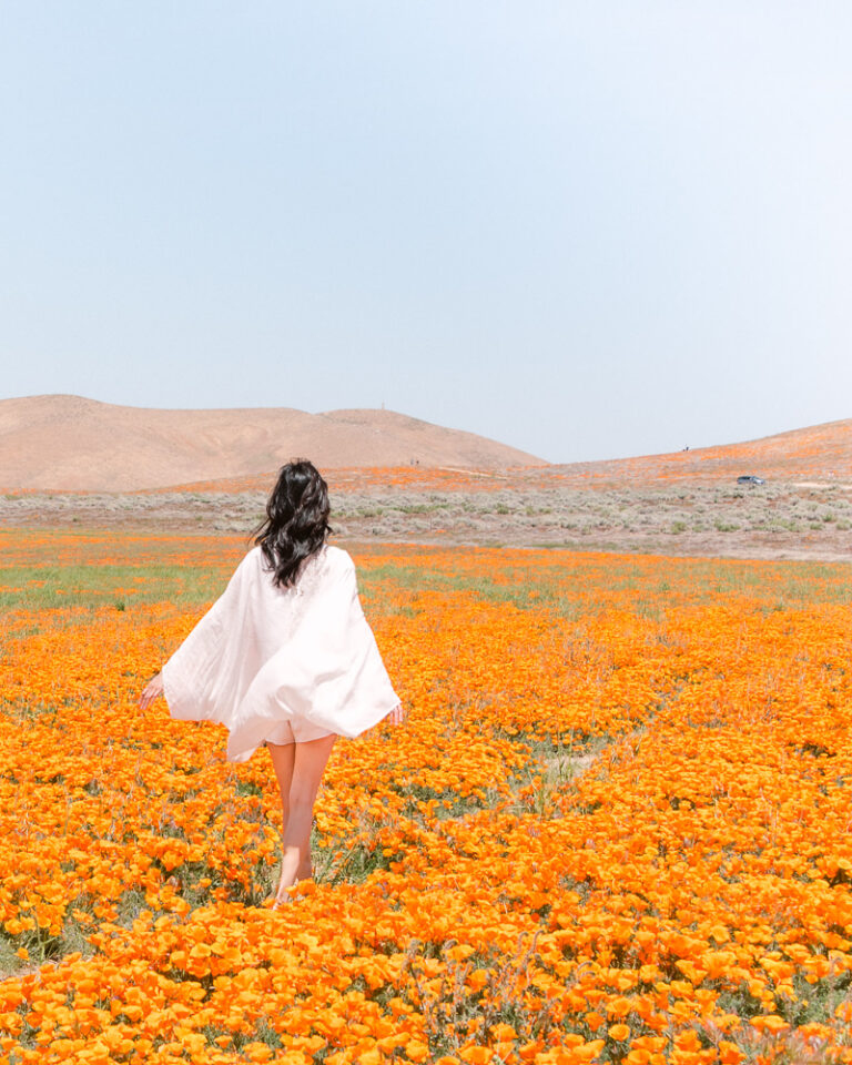 Poppy Fields of the Superbloom at Antelope Valley in Southern California