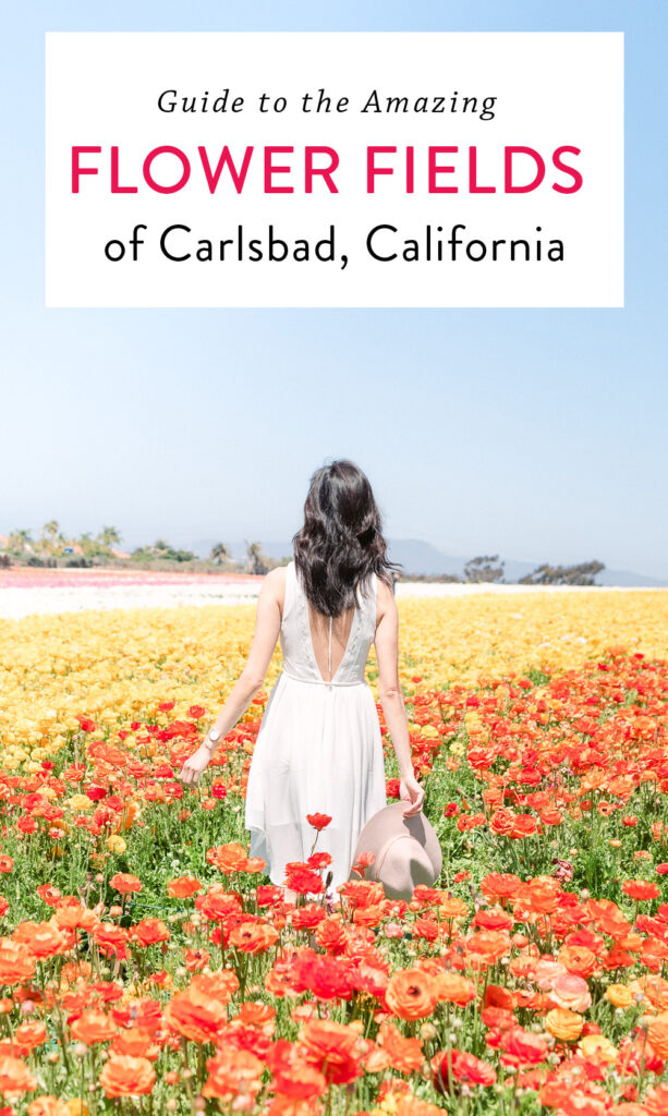 The Flower Fields of Carlsbad in Southern California
