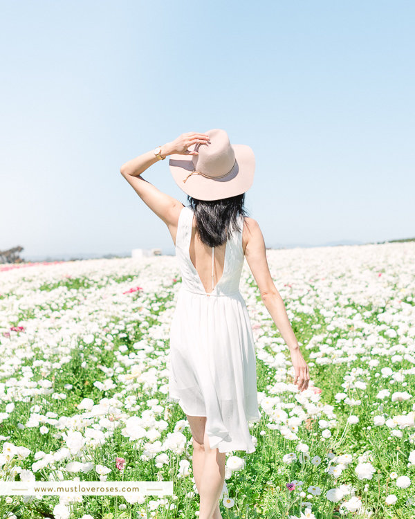 The Flower Fields at Carlsbad in Southern California