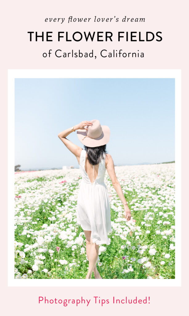 The Flower Fields of Carlsbad in Southern California