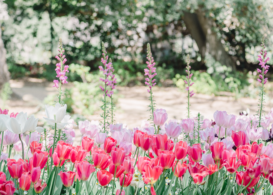 Descanso Gardens Los Angeles California