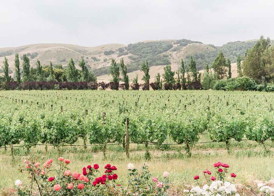 Sonoma Winery Cline Cellars Roses