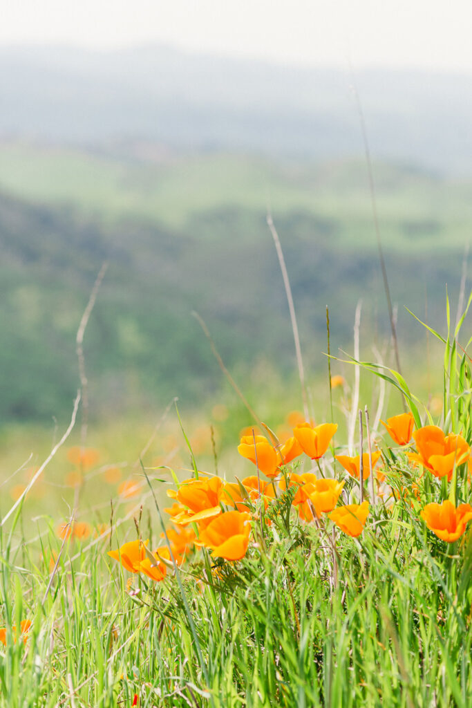 Mt Diablo State Park Poppy Fields in the Spring. Where to find poppy fields in the San Francisco Bay Area.