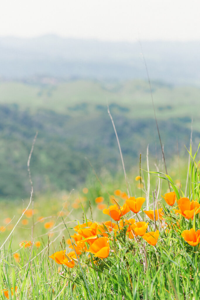 Mt Diablo State Park Poppy Fields in the Spring. Where to find poppy fields in the San Francisco Bay Area.