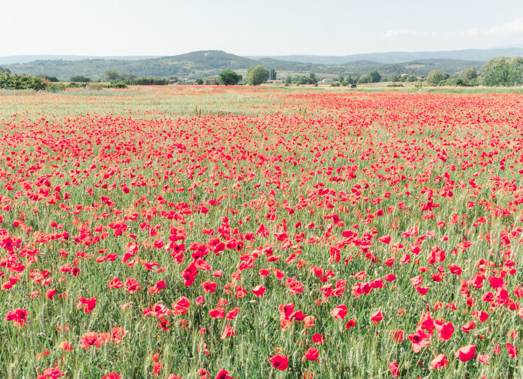 Poppy field in Provence in the South of France
