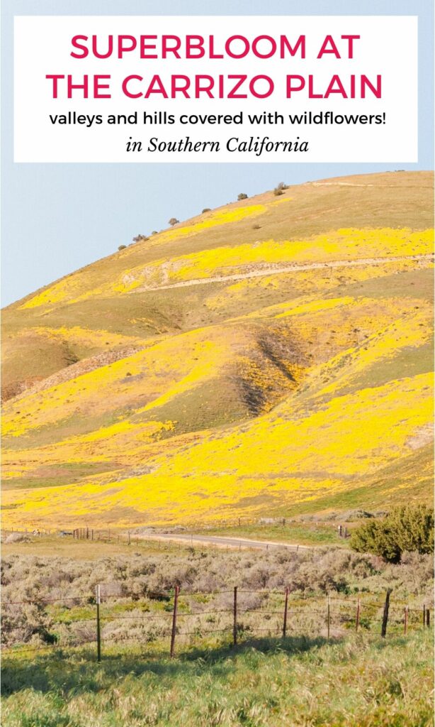 Hillside covered with yellow wildflowers at the Carrizo Plain