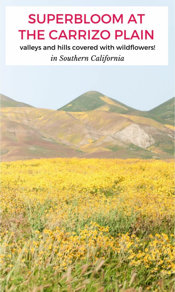 Hillside covered with yellow wildflowers at the Carrizo Plain