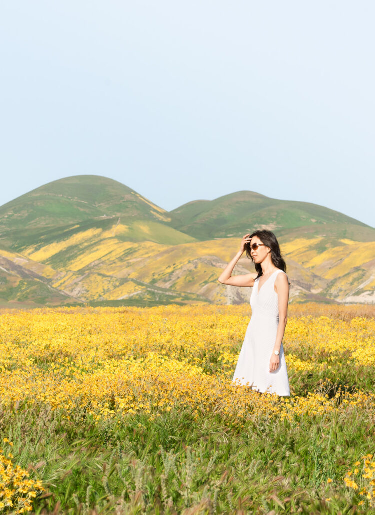 Field of yellow wildflowers at the Carrizo Plain