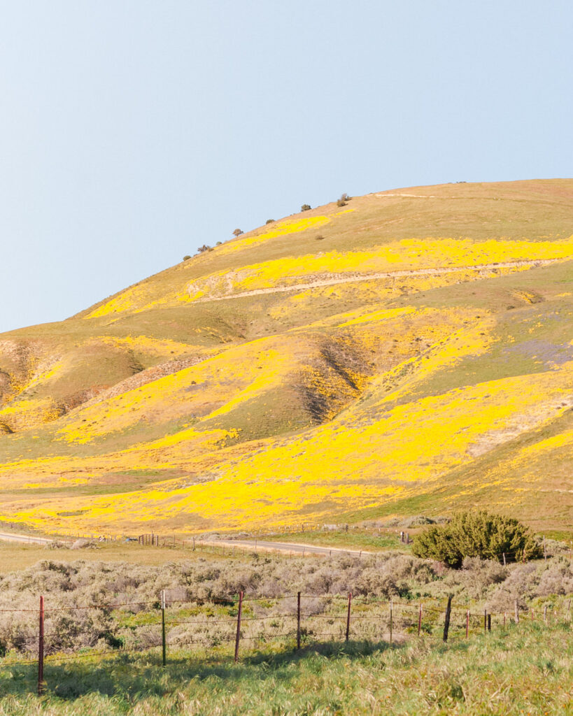 Hillside covered with yellow wildflowers at the Carrizo Plain