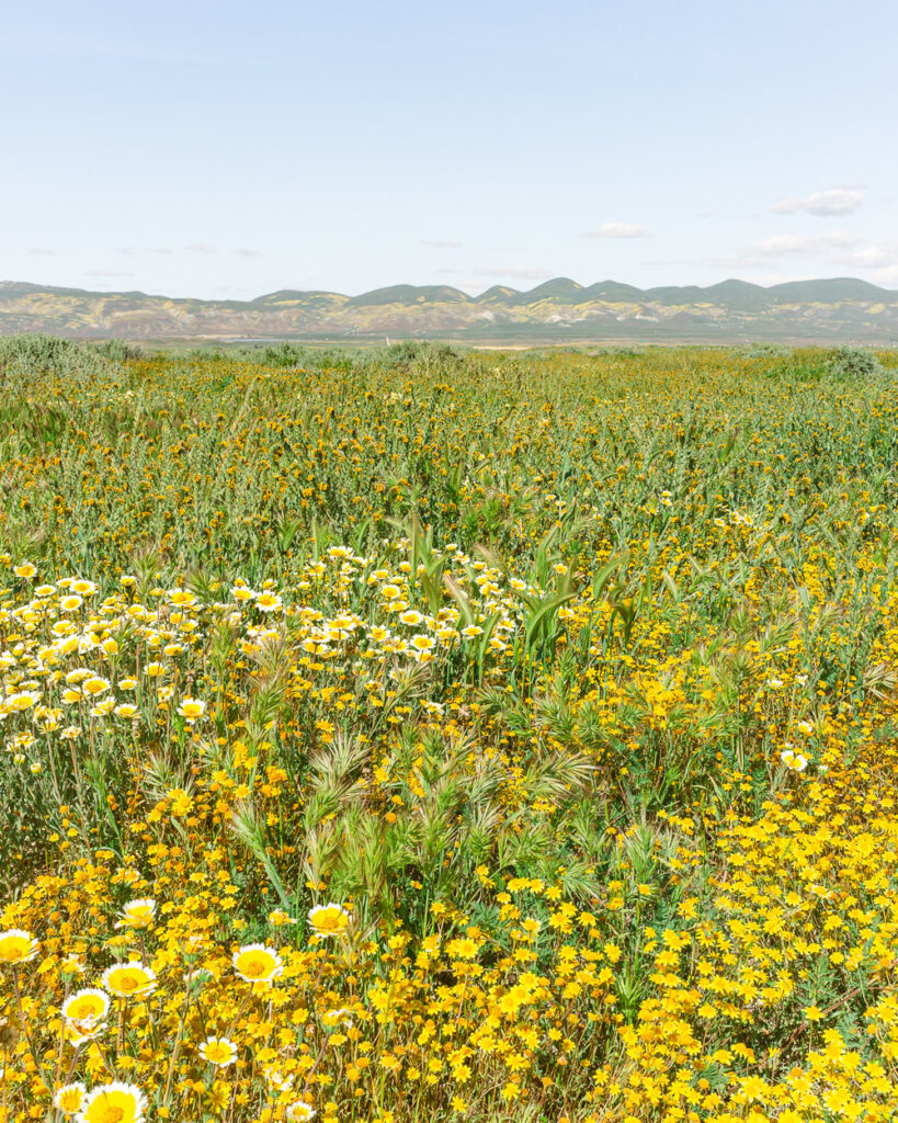 Yellow wildflowers at the Carrizo Plain