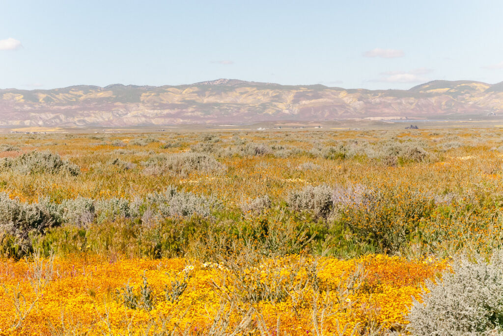 Yellow and orange wildflowers at the Carrizo Plain