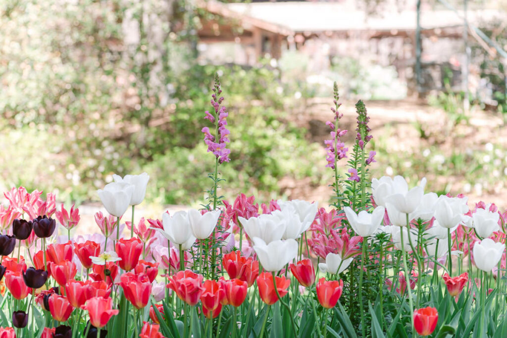 Descanso Gardens in L.A. has beautiful Spring blooms including tulips and magnolias! Perfect for flower lovers and photographers!