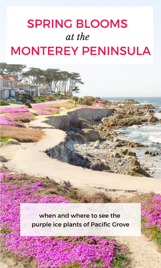 When and where to see Monterey Peninsula's Purple Carpet of Ice Plant Flowers
