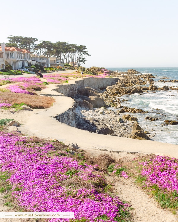 Magic Purple Carpet of Pacific Grove