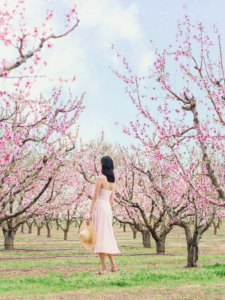 Spring Peach Orchard Blossoms in San Francisco Bay Area California