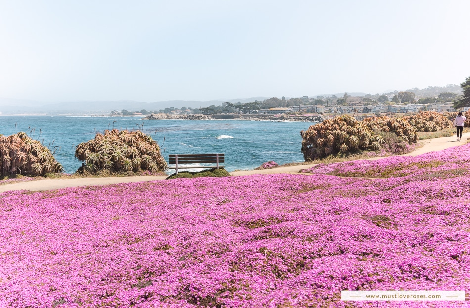 Purple carpet of flowers in Pacific Grove