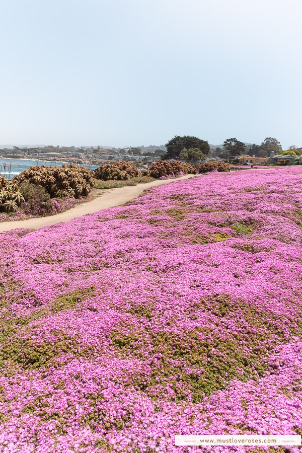 Purple carpet of flowers in Pacific Grove