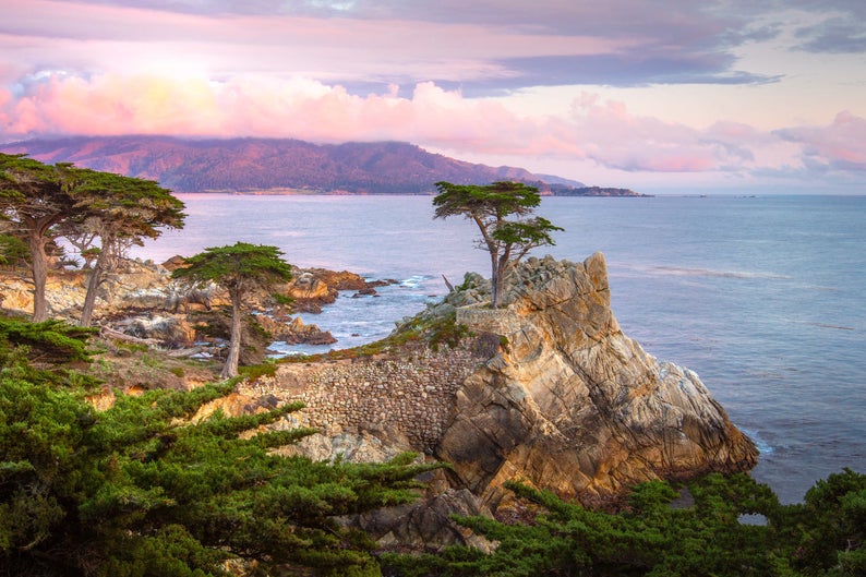 Susan Taylor Lone Cypress
