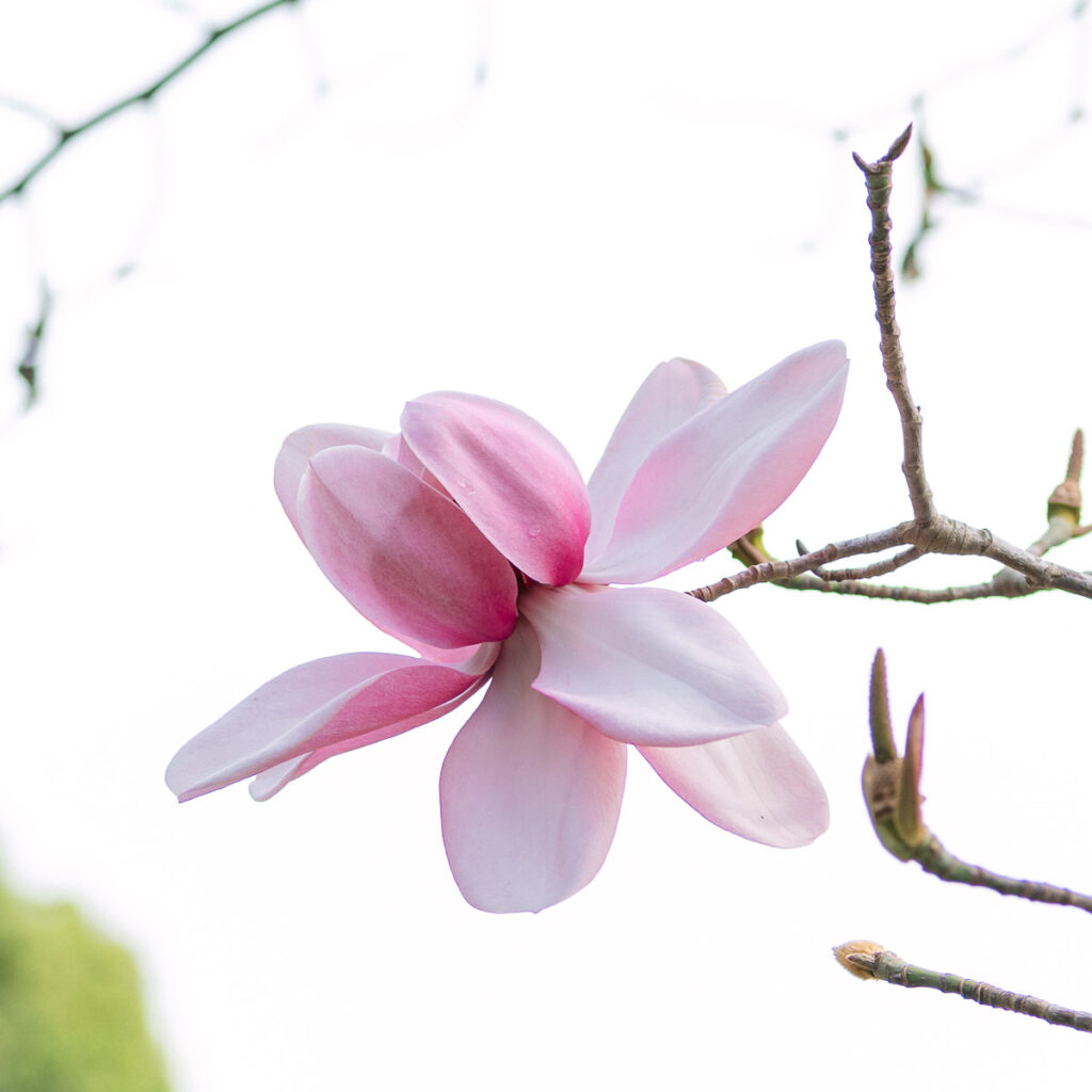 Magnolias in San Francisco Botanical Garden
