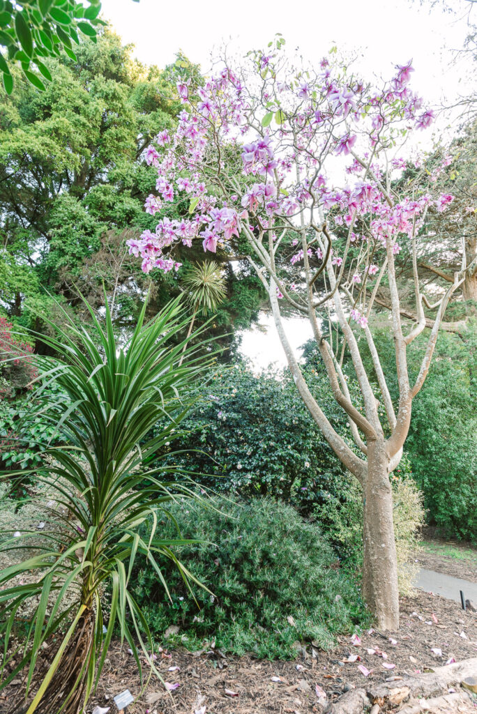 Magnolias in San Francisco Botanical Garden