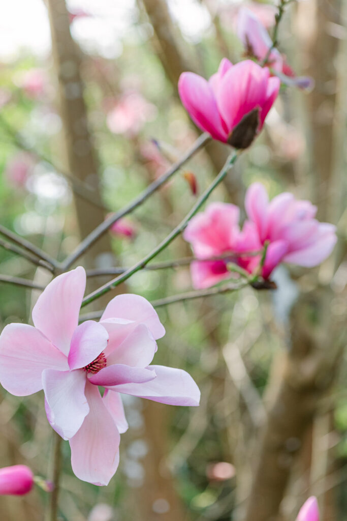 Magnolias in San Francisco Botanical Garden