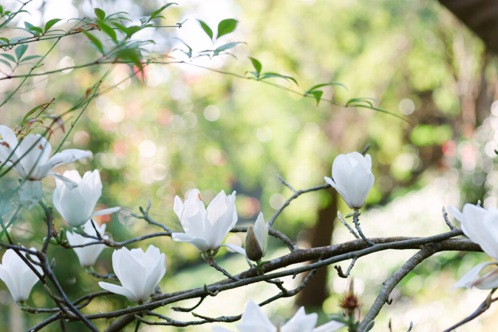 Magnolias in San Francisco Botanical Garden