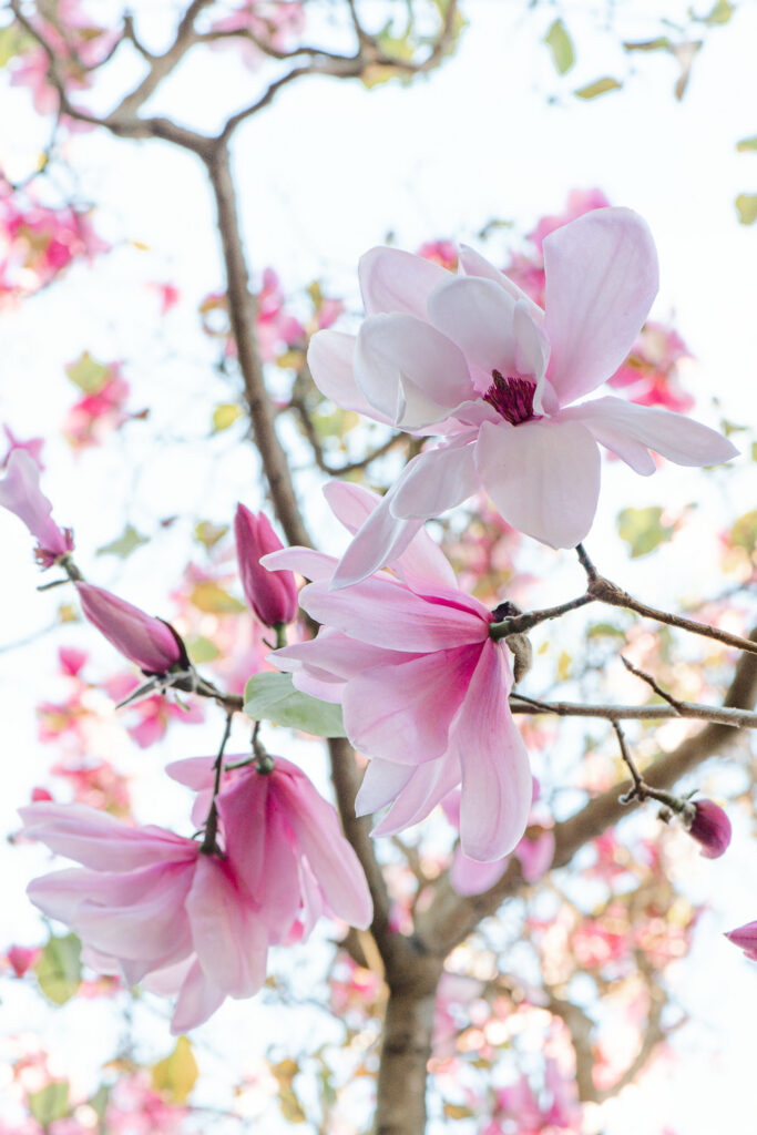 Magnolias in San Francisco Botanical Garden