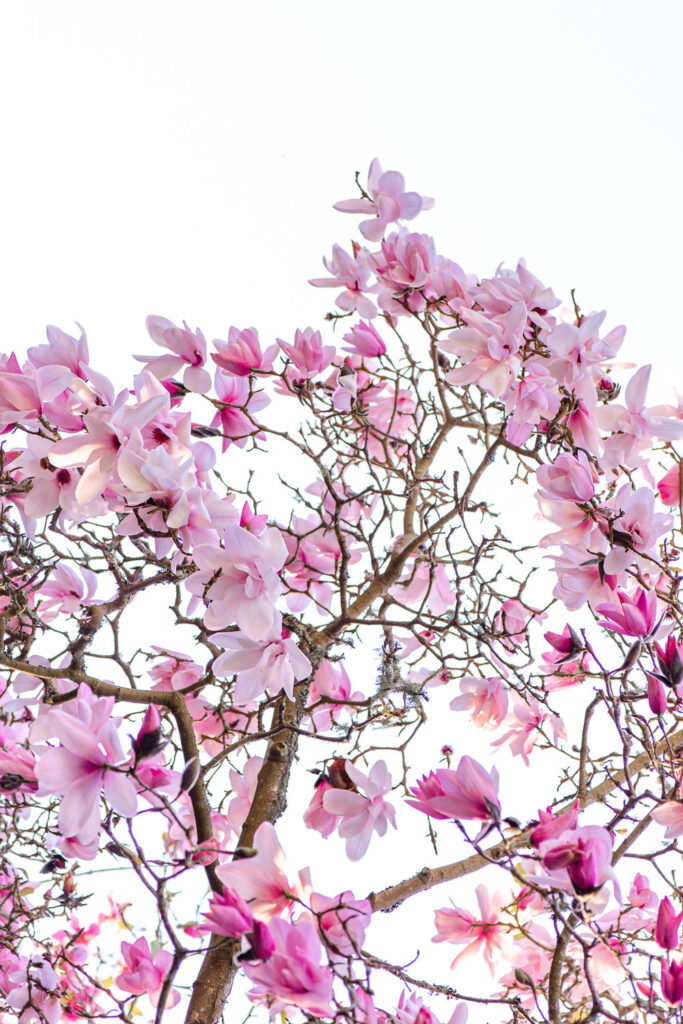 Magnolias in San Francisco Botanical Garden