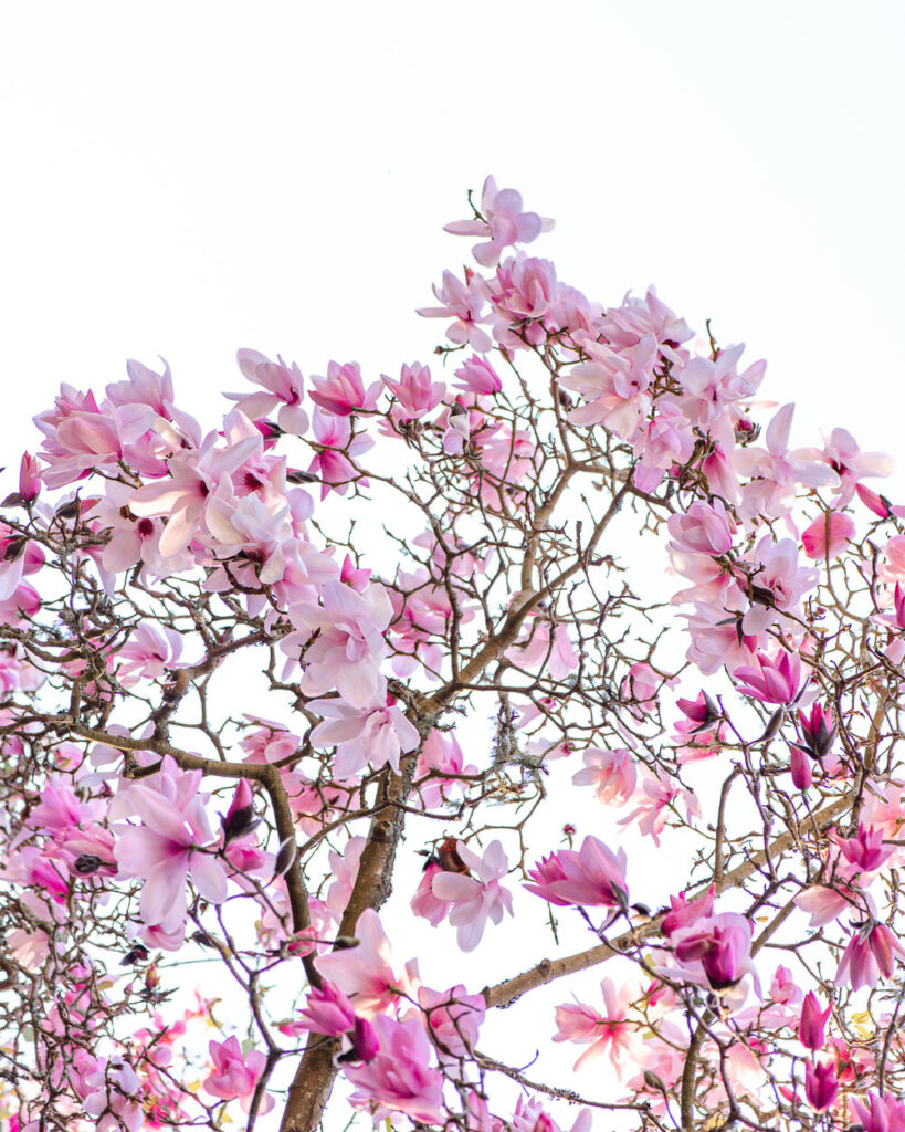 Magnolias in San Francisco Botanical Garden