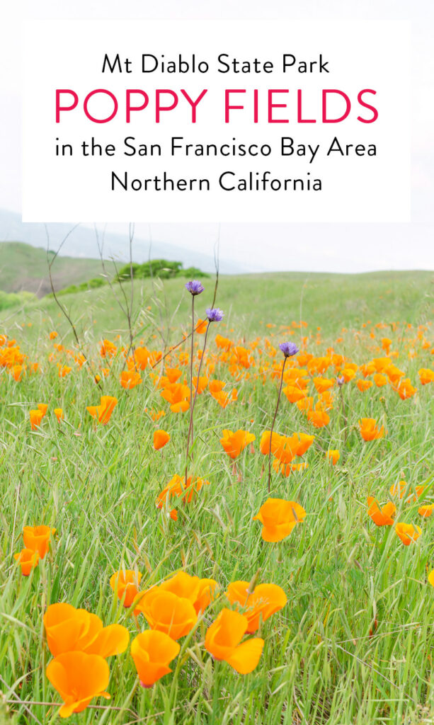 Poppy Fields at Mt Diablo State Park in the San Francisco Bay Area in Northern California