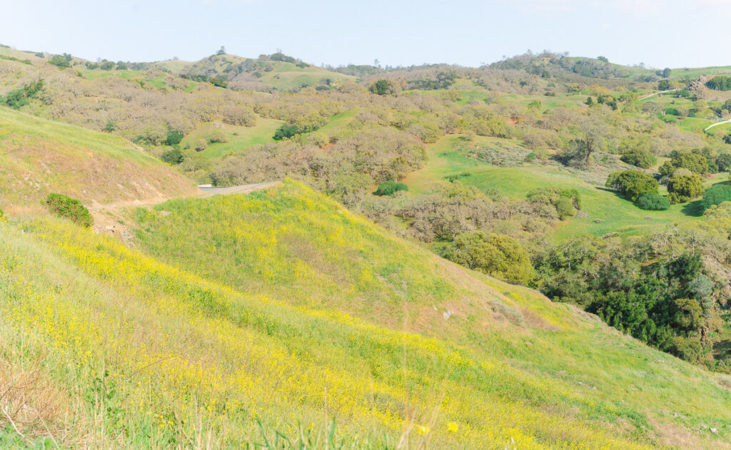 Spring scene of greenery, trees and wildflowers at Mt Diablo State Park in the San Francisco Bay Area in Northern California