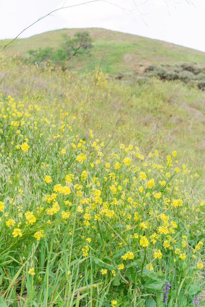 Spring scene of greenery, trees and wildflowers at Mt Diablo State Park in the San Francisco Bay Area in Northern California
