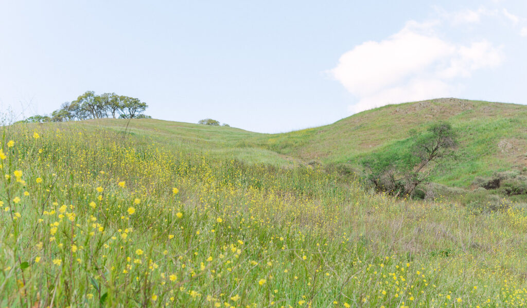 Spring scene of greenery, trees and wildflowers at Mt Diablo State Park in the San Francisco Bay Area in Northern California