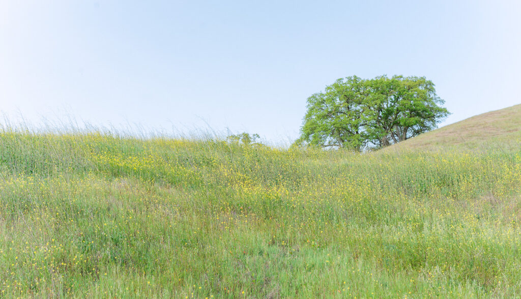 Spring scene of greenery, trees and wildflowers at Mt Diablo State Park in the San Francisco Bay Area in Northern California