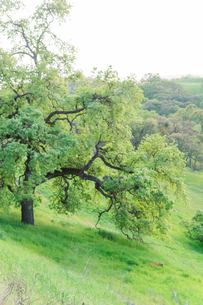 Spring scene of greenery and trees at Mt Diablo State Park in the San Francisco East Bay in Northern California