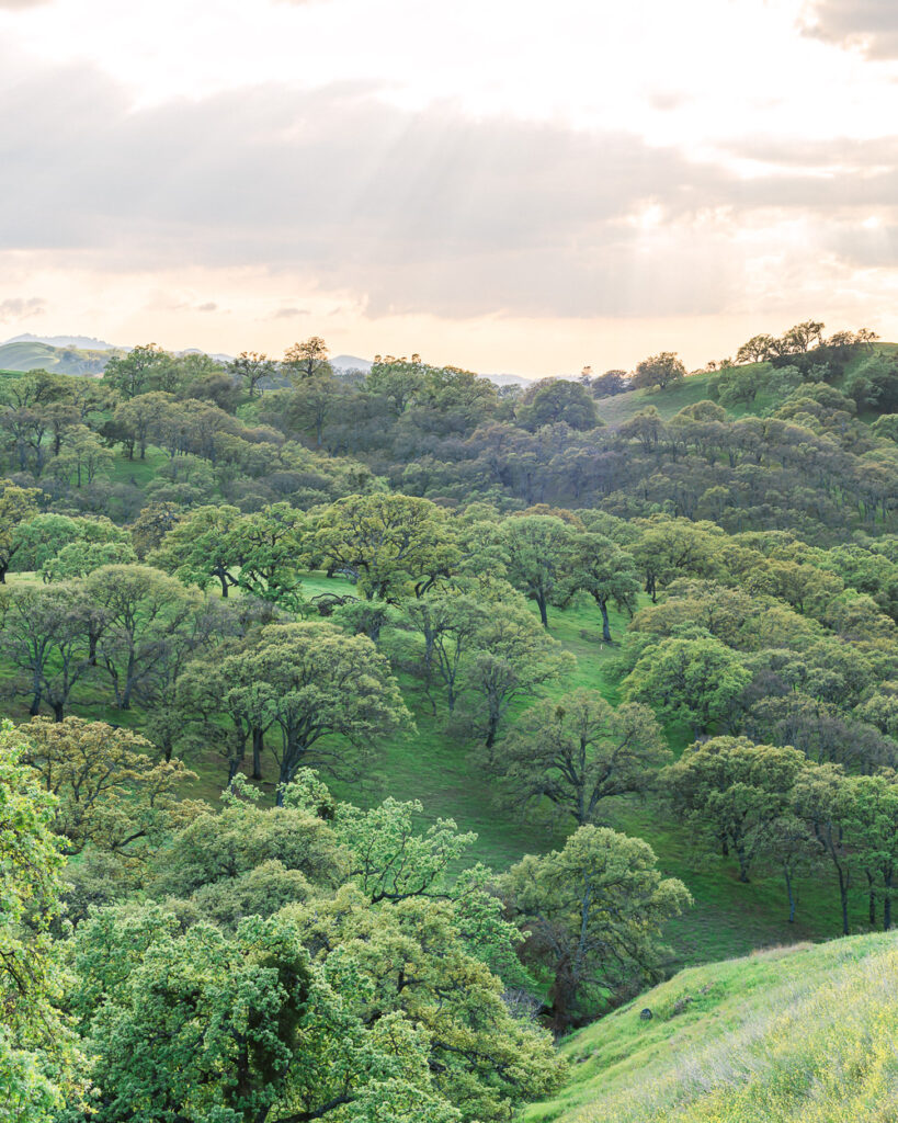 Spring scene of greenery and trees at Mt Diablo State Park in the San Francisco East Bay in Northern California