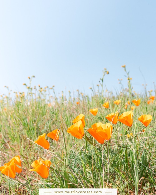 Poppies at Mt Diablo State Park - Mt Diablo State Park Early Spring Wildflowers