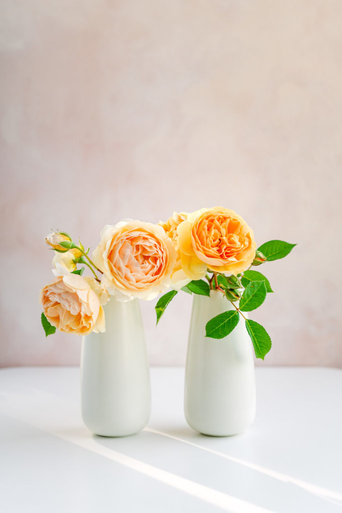 Flower Photography - Roses