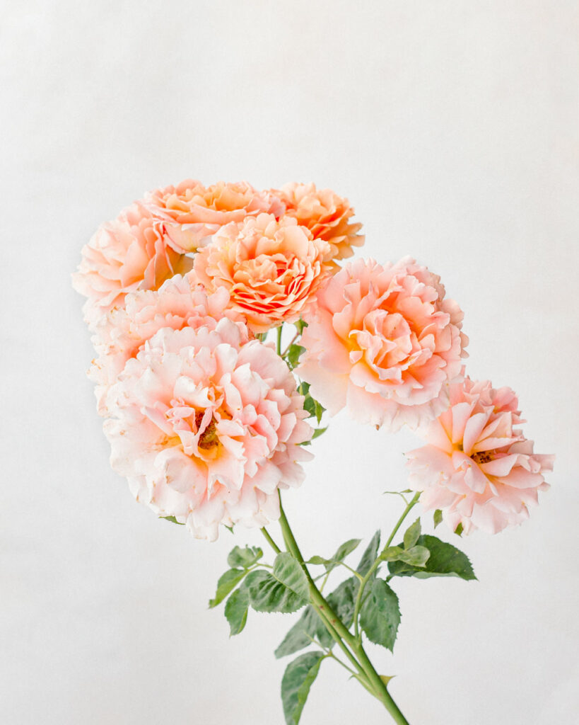 Flower Photography - Roses