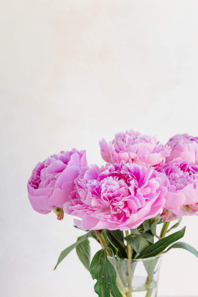Flower Photography - Peonies
