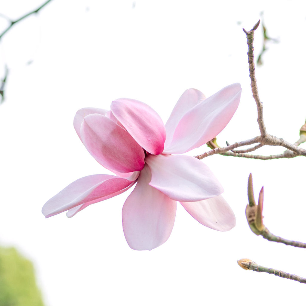 Flower Photography - Magnolias at the San Francisco Botanical Garden