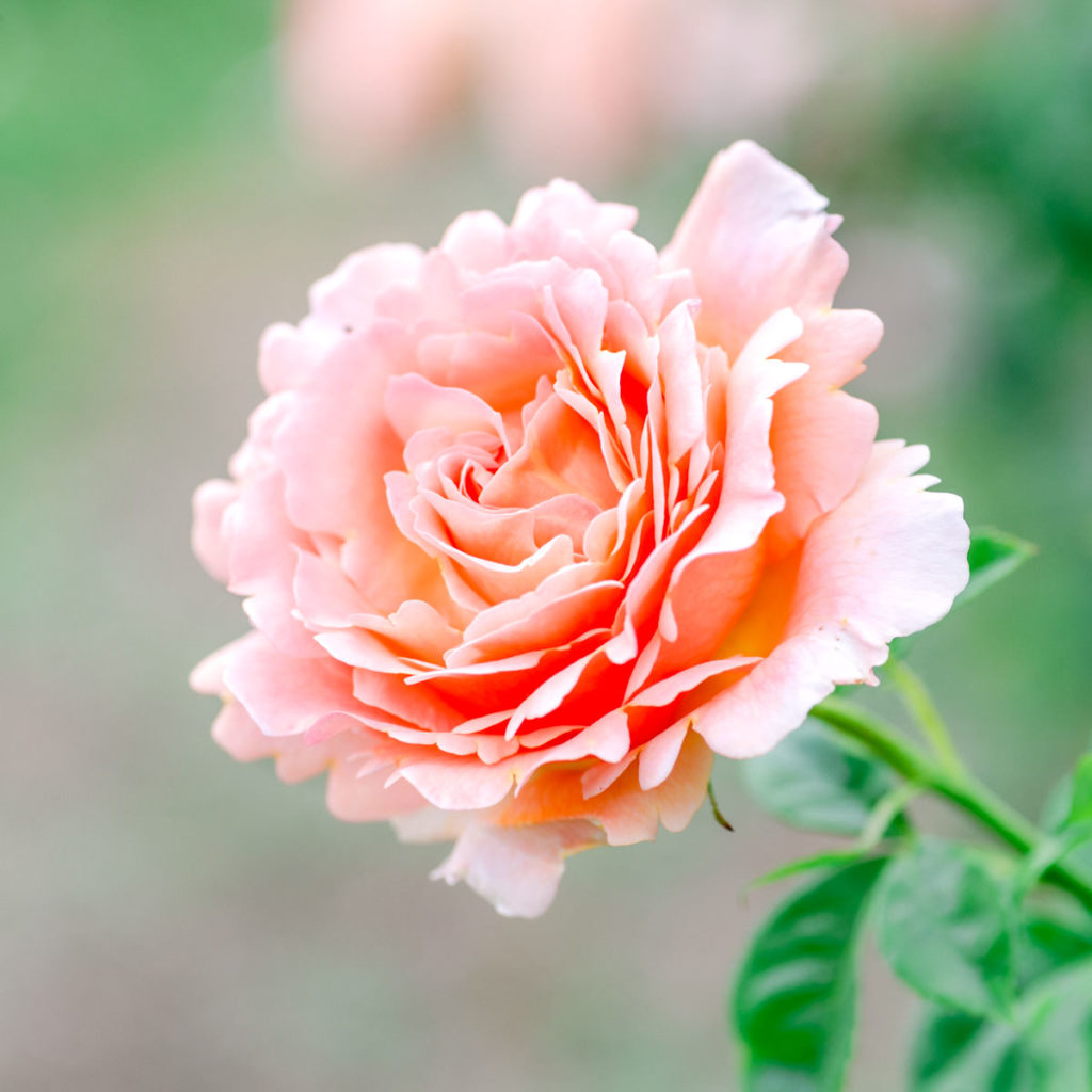 The Best Lenses for Flower Photography