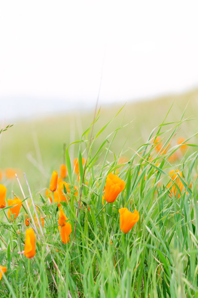 Flower photography at Mt Diablo State Park in Northern California