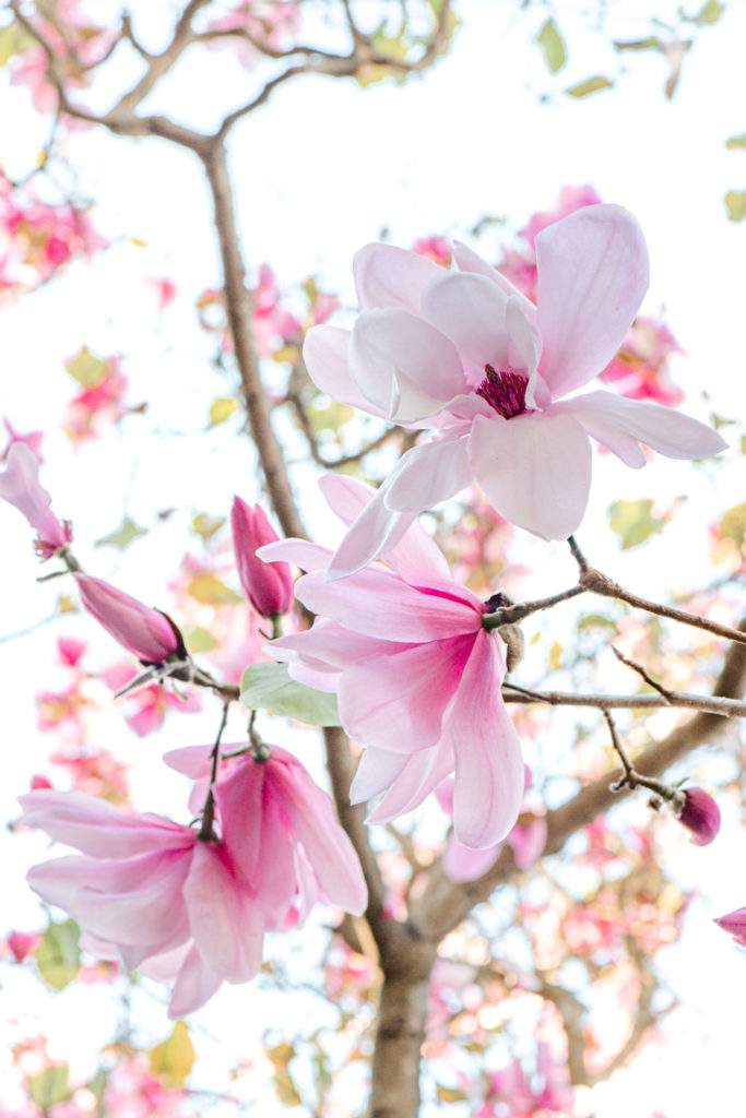 Flower Photography - Magnolias at the San Francisco Botanical Garden