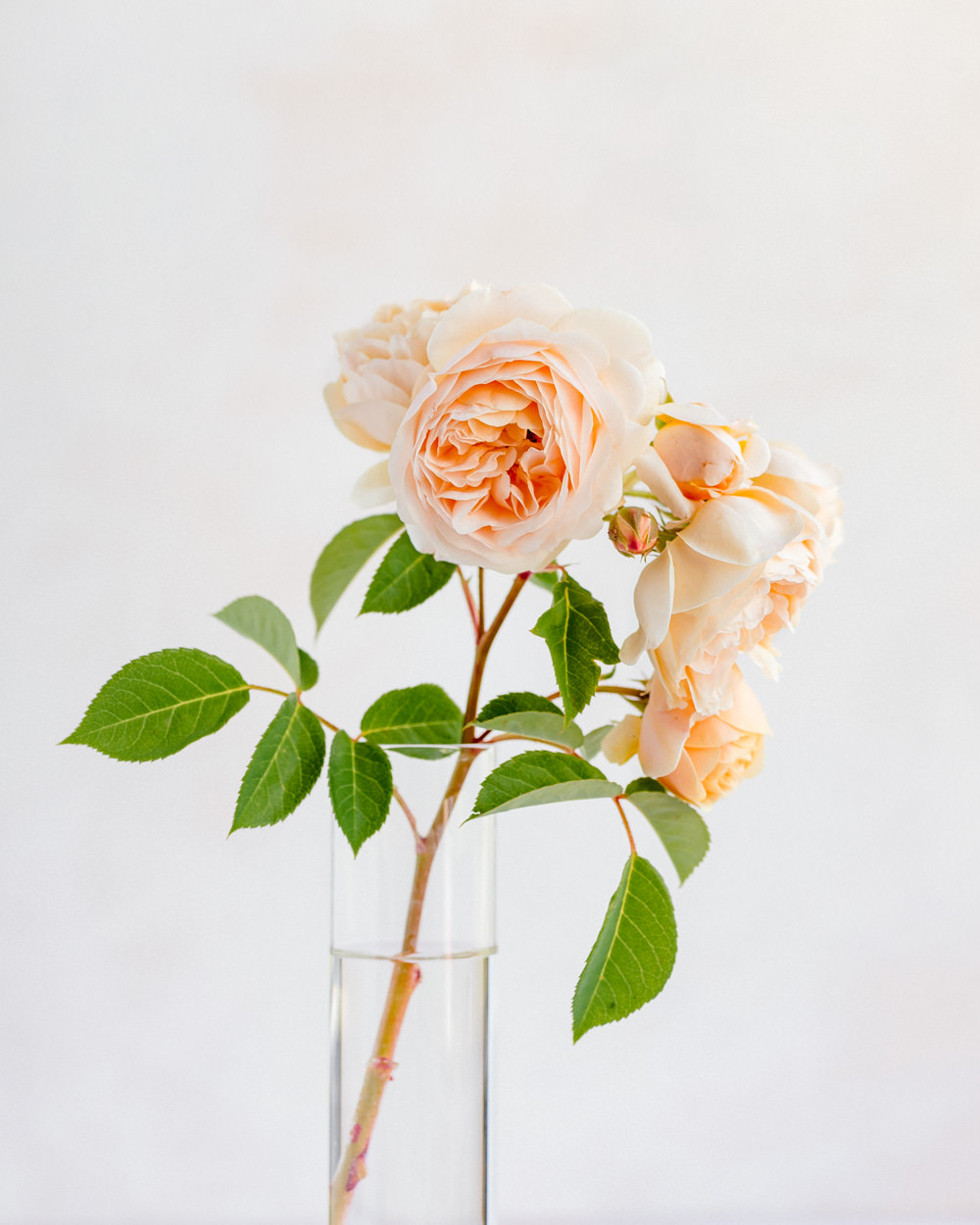 Flower Photography - Roses
