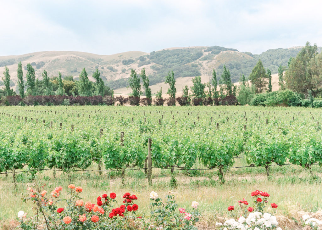 Sonoma Vineyard with Beautiful Rose Garden