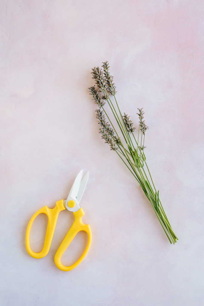 Cutting lavender for drying - How to Harvest and Dry Lavender