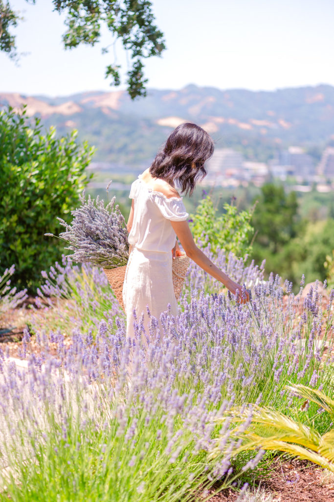 Harvesting garden lavender - How to Harvest and Dry Lavender
