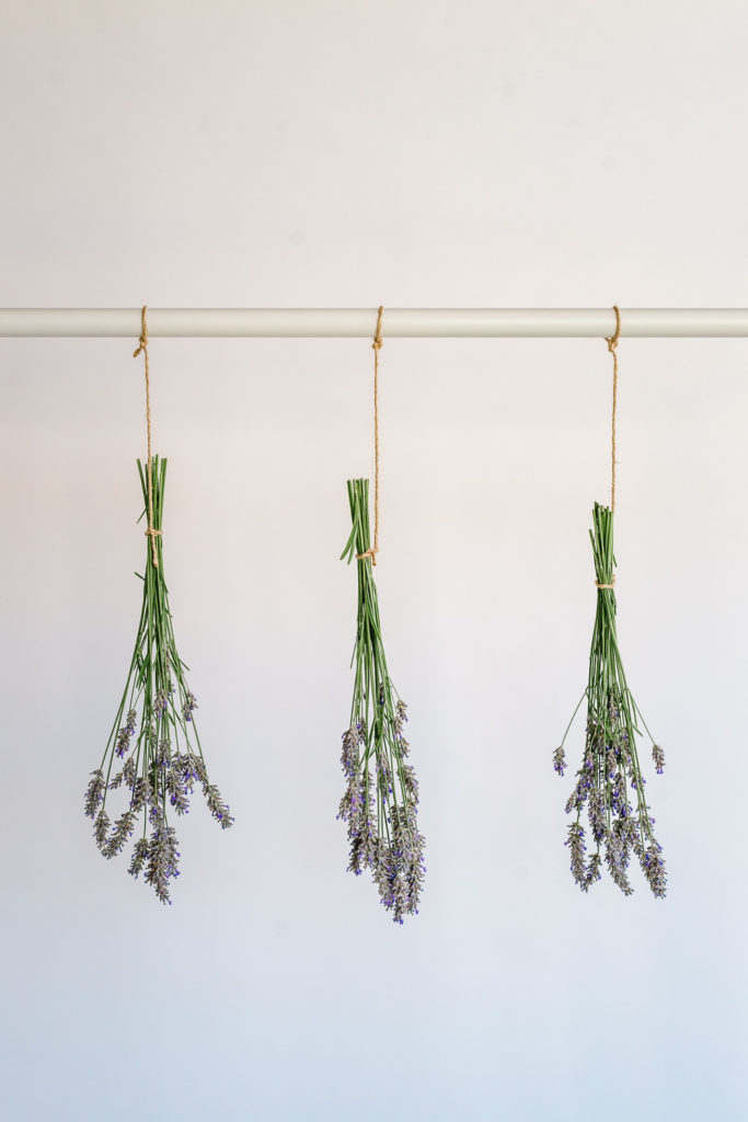 Bundles of lavender being dried - How to Harvest and Dry Lavender